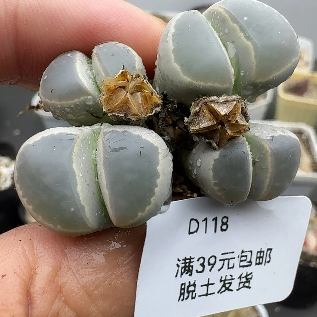 118多肉哈哈哈哈哈哈哈哈