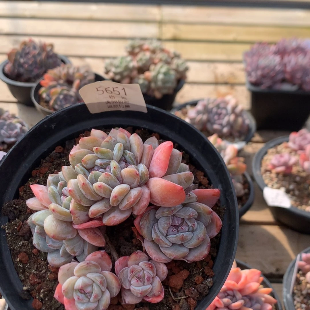 11.5厘米胸花油脸石榴籽缀  无砍 5651