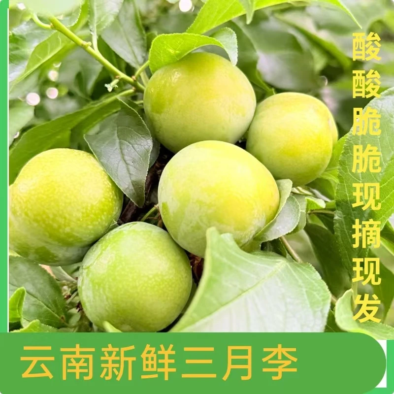 现货速发三月李酸酸甜甜孕妇爱吃西梅水果保鲜发货三华李西梅水果