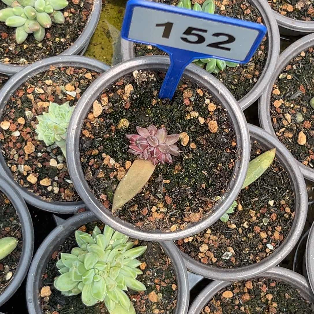 小****多肉植物莉莉丝152