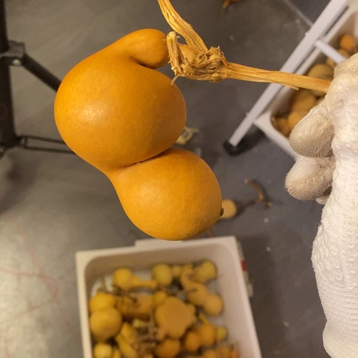 布***儿大叶紫檀（黑酸枝木类）