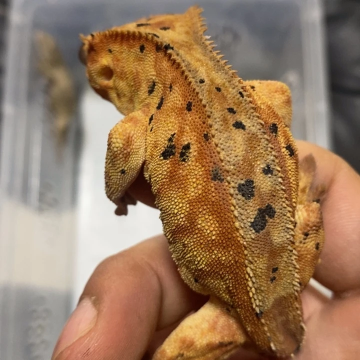 睫角守宫2025.11.30十二号