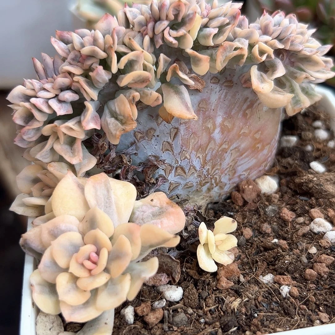 雪精灵锦缀化 小方花圃一单包邮非偏远！