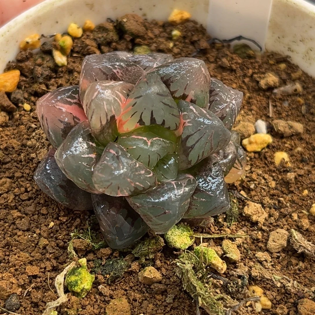 32冰灯玉露锦带仔福利专场