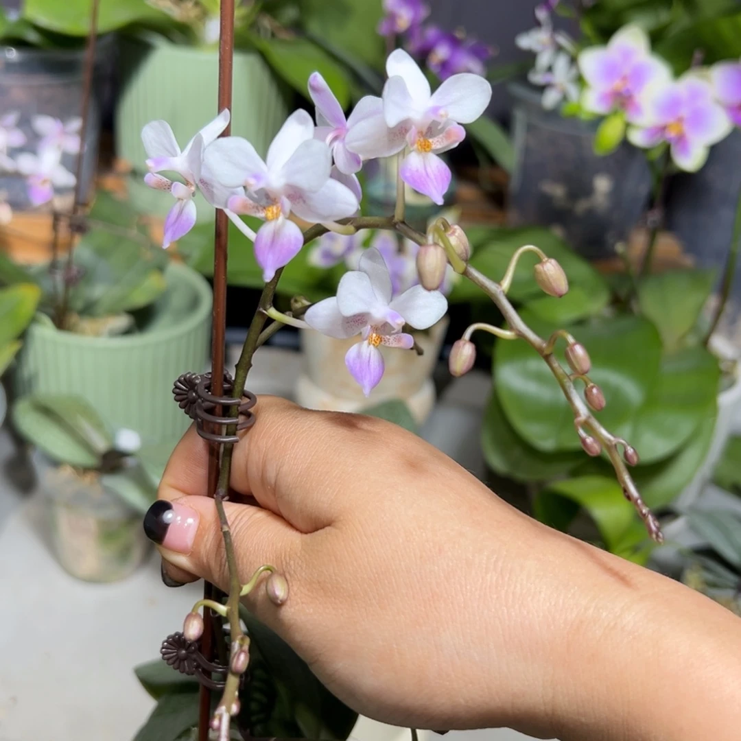 用***1当前无花栽培后可以开花