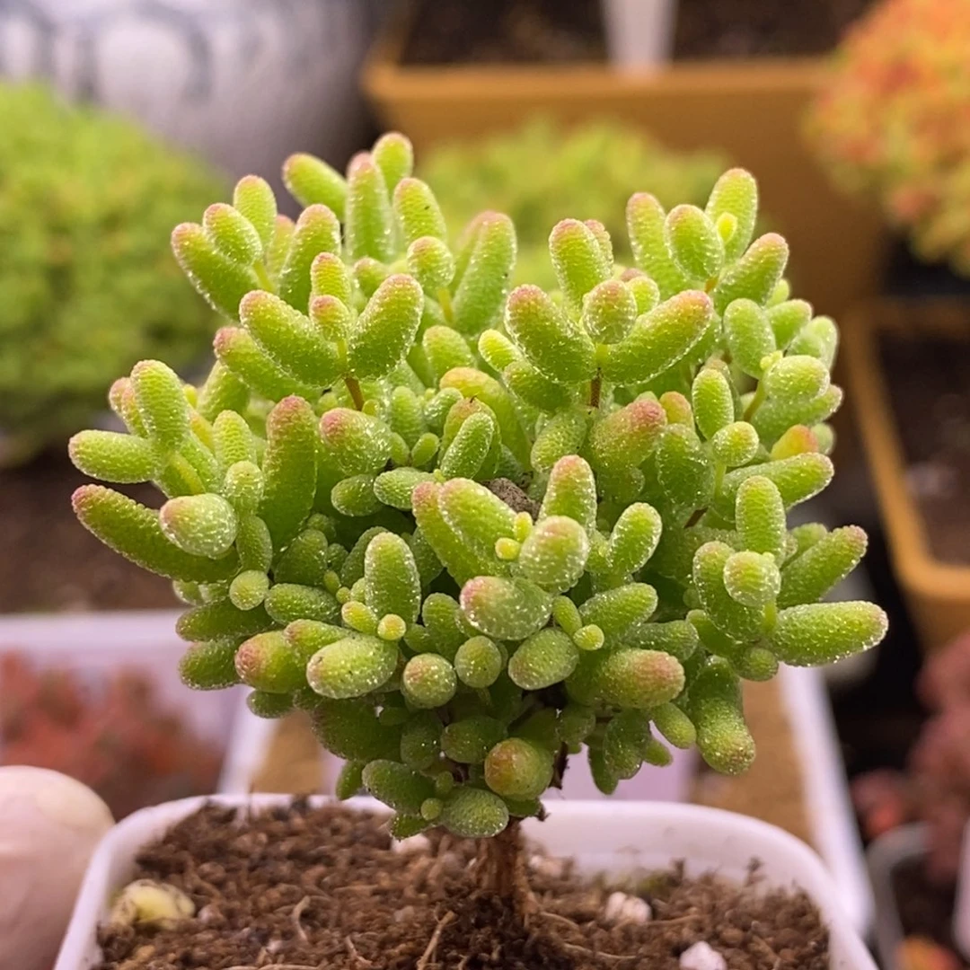 101蜜橘糖球。