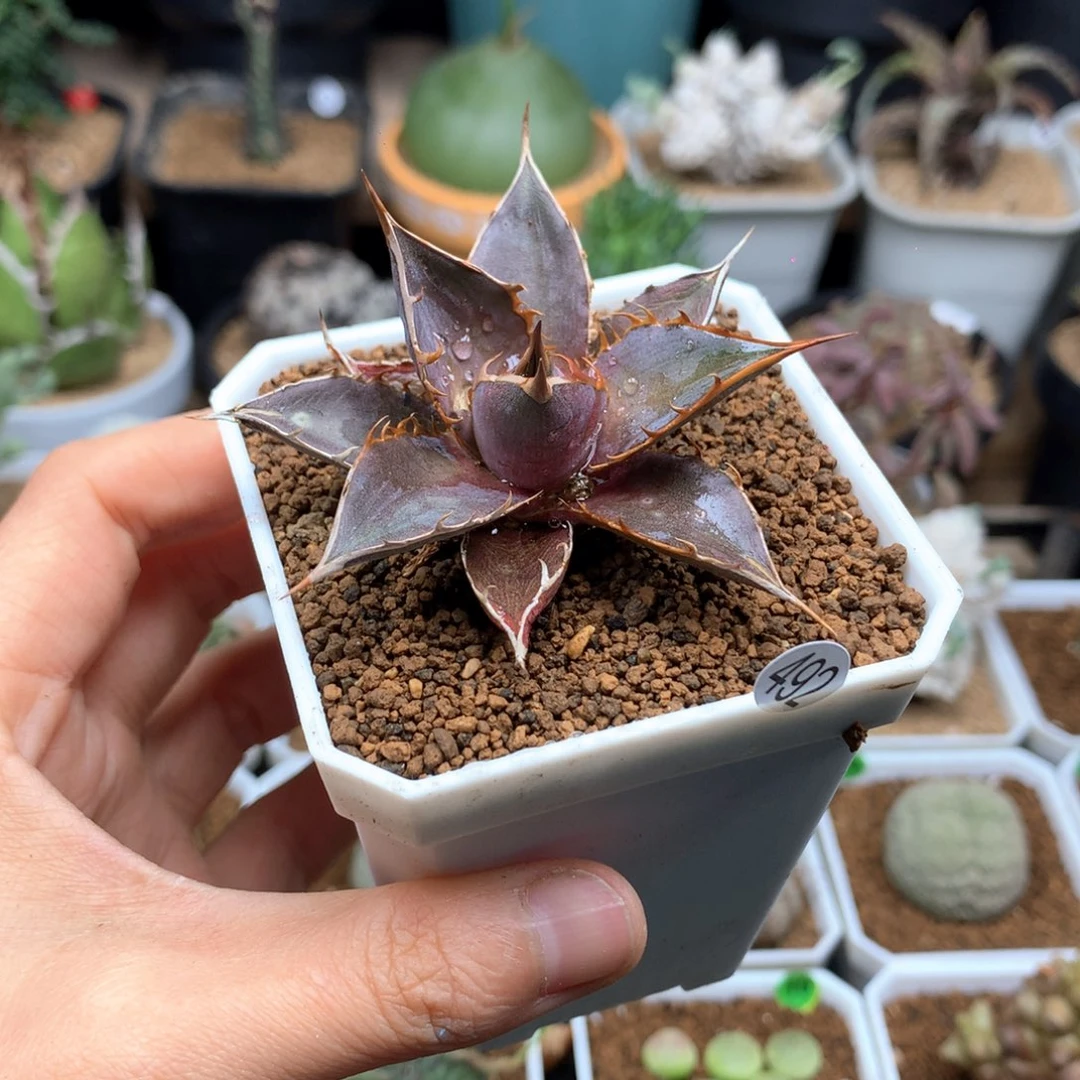 实生强刺霍利达龙舌兰脱土