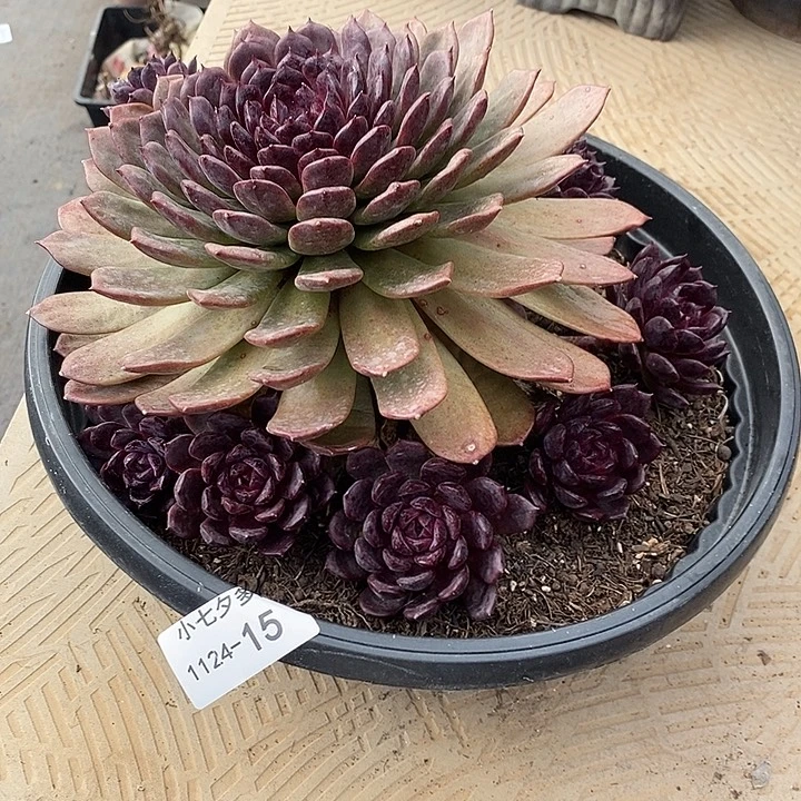 小七夕多肉水晶玫瑰15