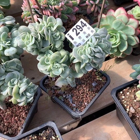 婉***y可爱玫瑰缀化294 亏本处理退款拉黑7-8天发货