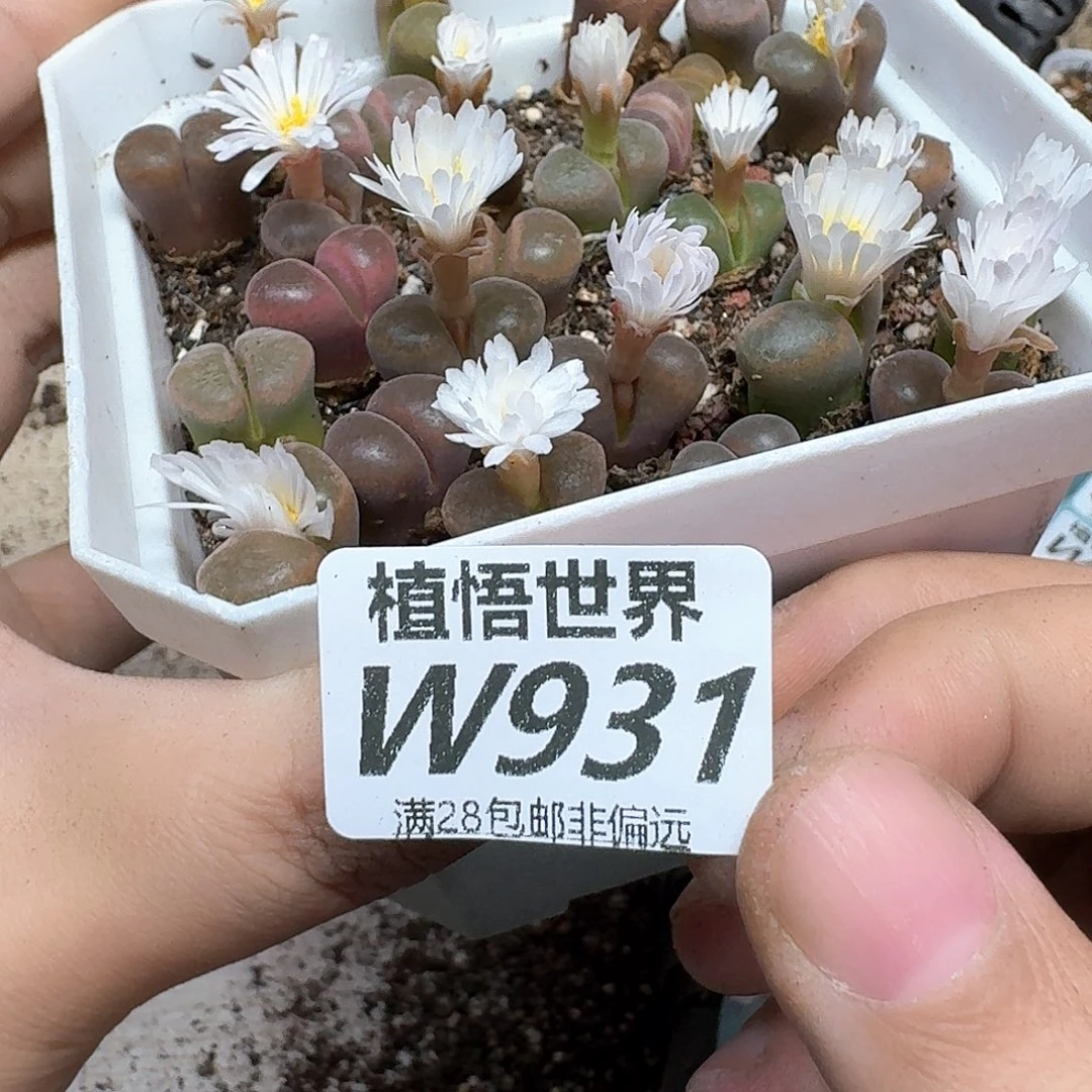 多肉植物的润泽dgb