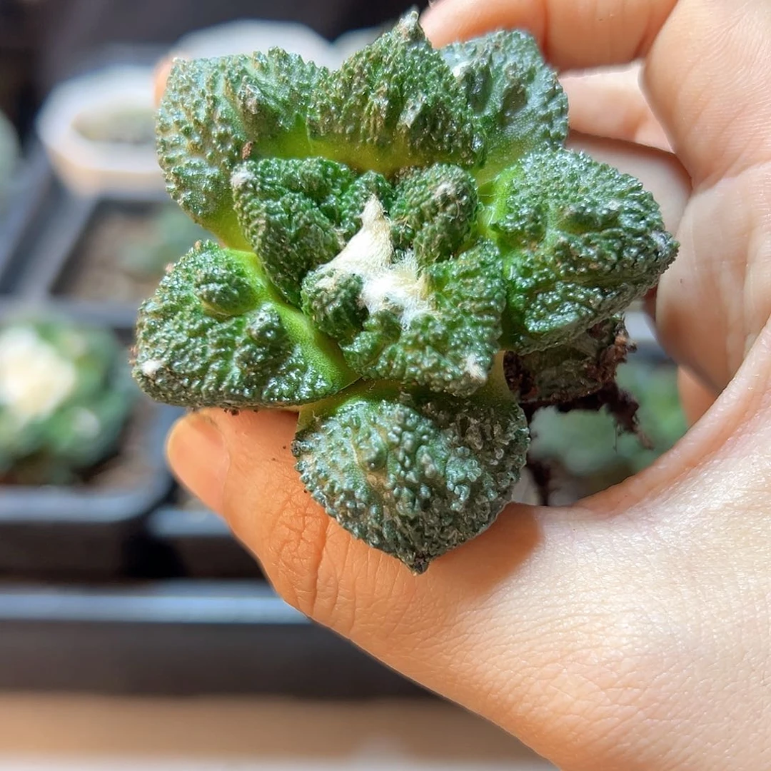 自根哥斯拉牡丹4.8公分