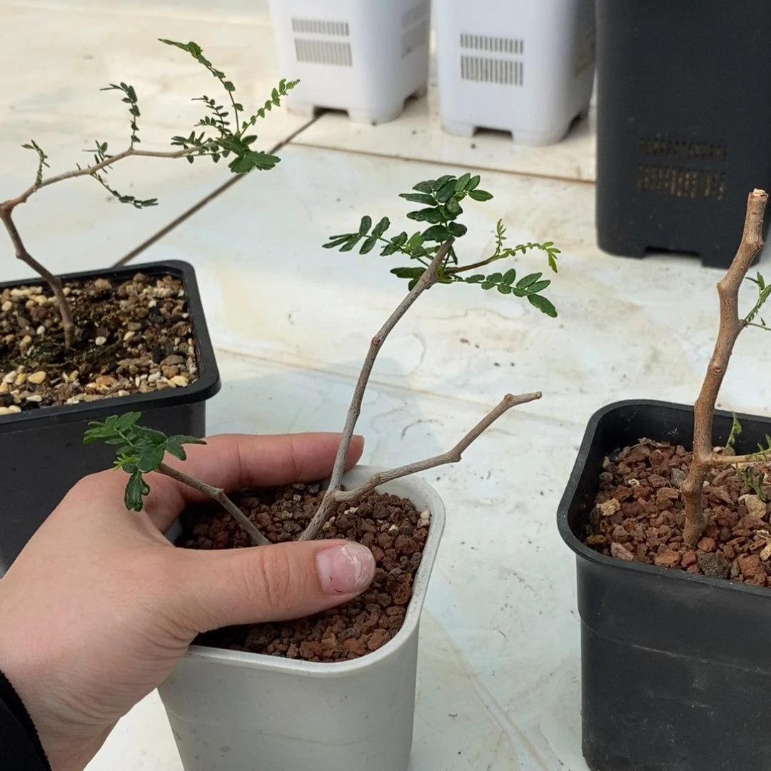 夏*被滔天橄榄带盆发货