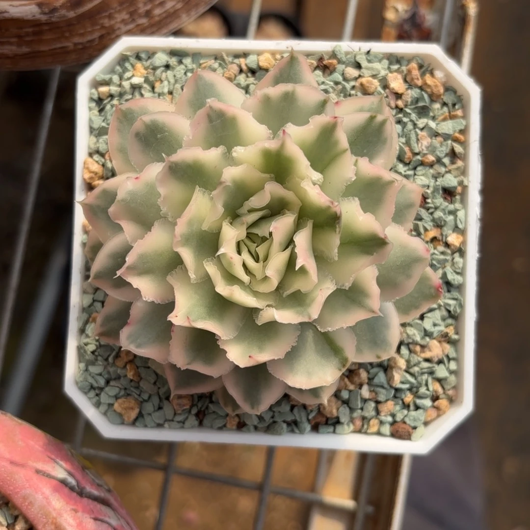 紫蝴蝶锦一物一拍