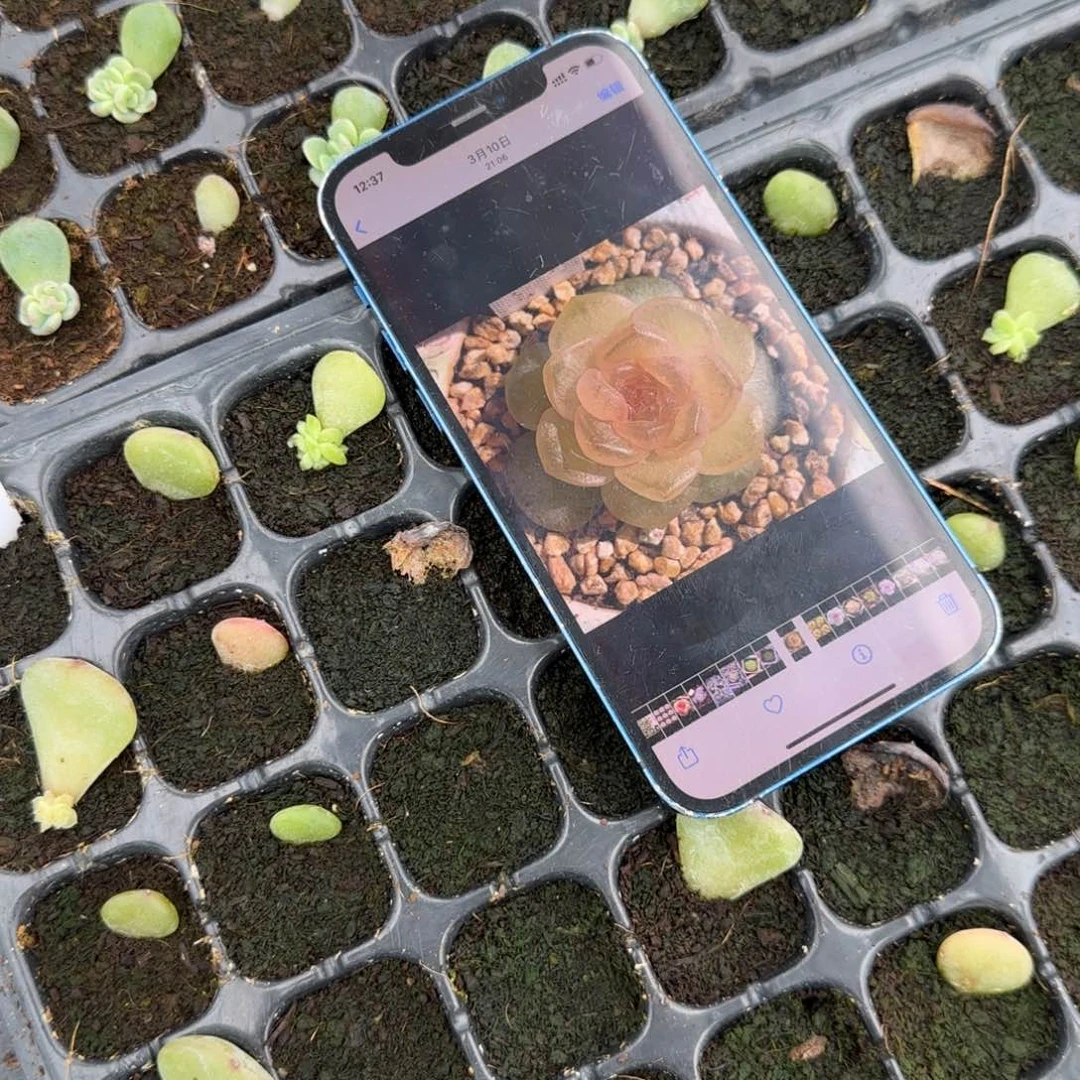 H04 一个穴满25包邮