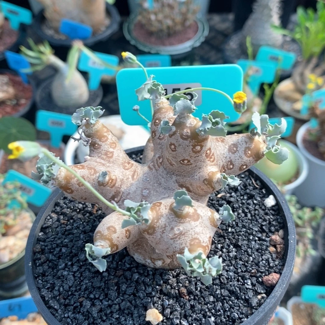 格加杂多肉植物一颗
