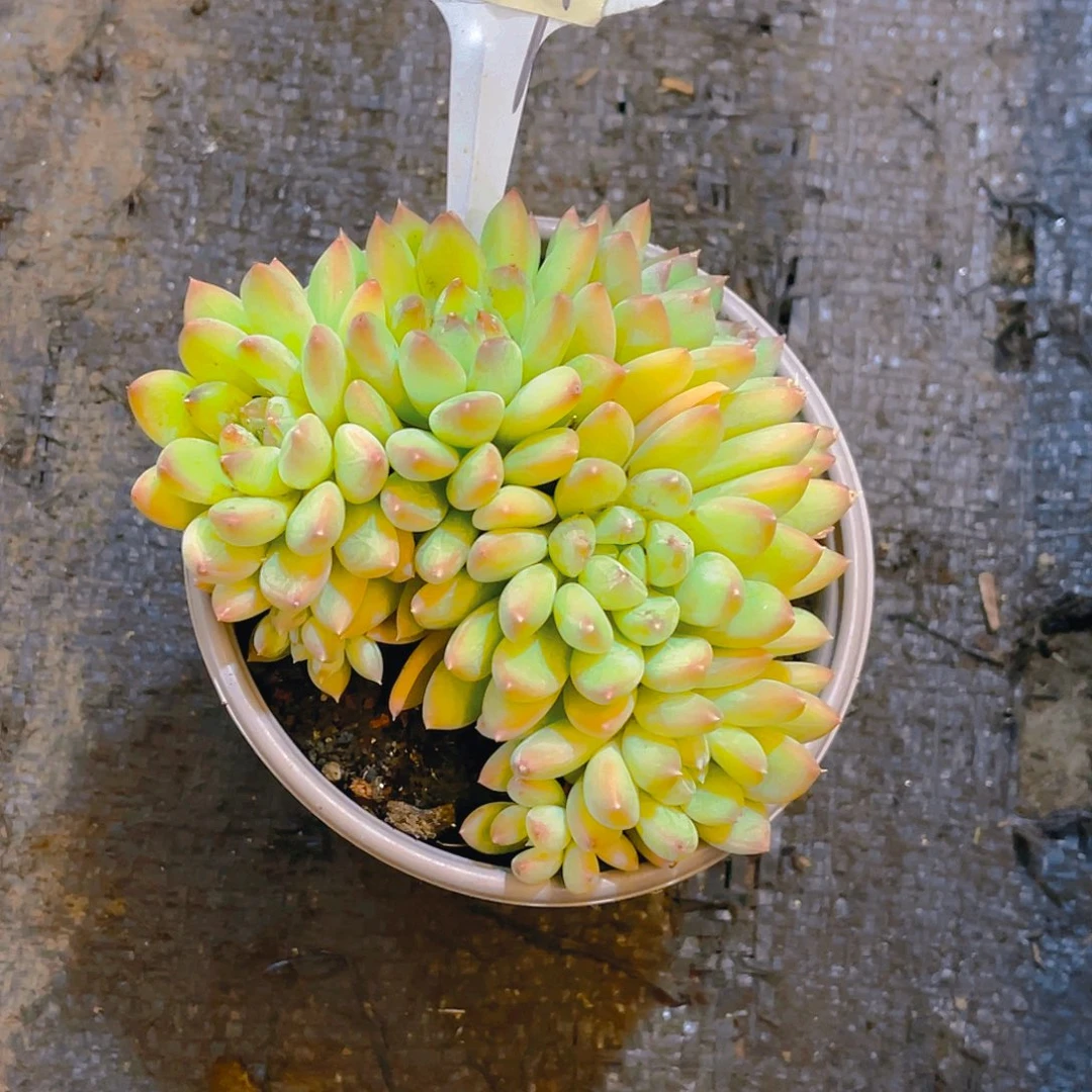 马****杰夫里尼00000289