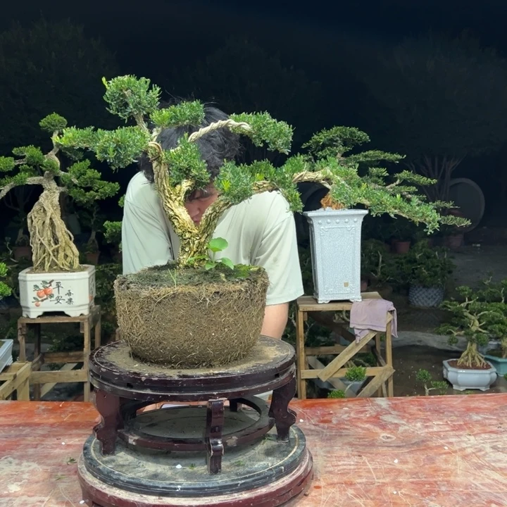 无花朵广东皱皮雀舌黄杨