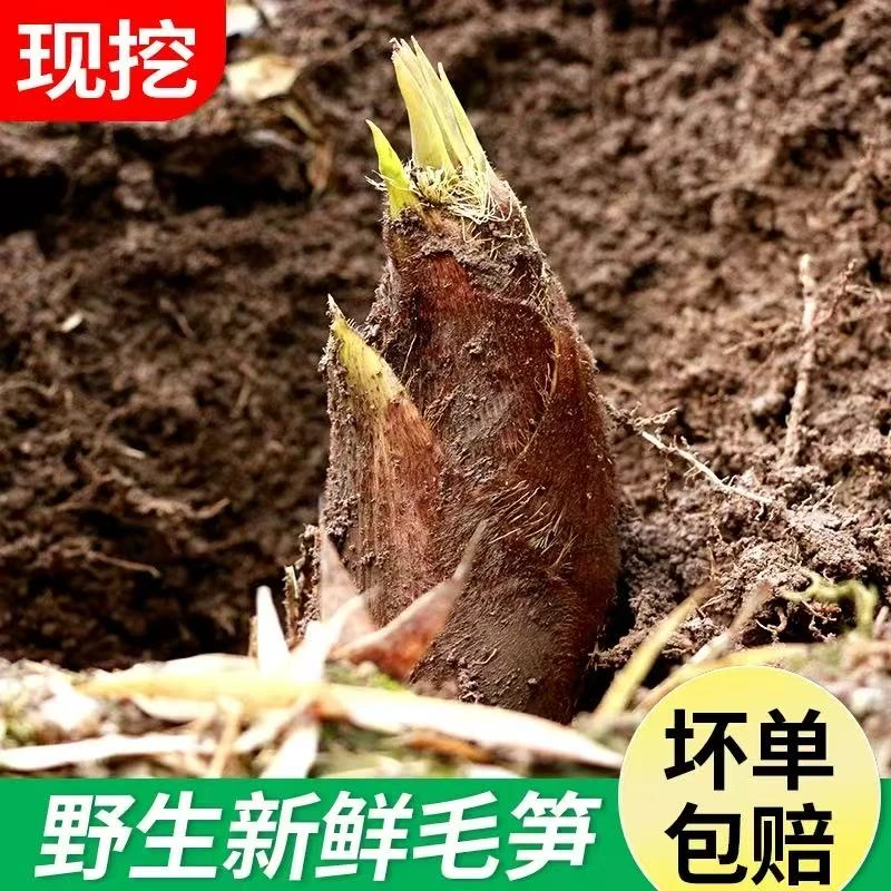 浙江新鲜春笋毛笋2025毛竹大黄泥笋冬笋临安野生正宗腌笃鲜当天挖