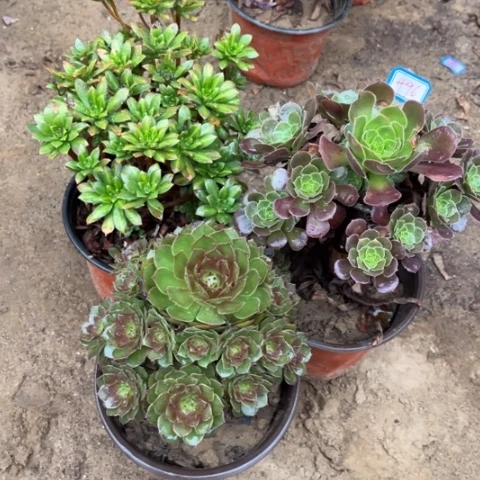 496多肉植物组合，