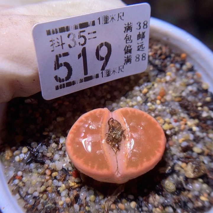 紫**心精品生石花35.519