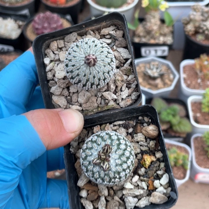 082实生精巧殿2颗