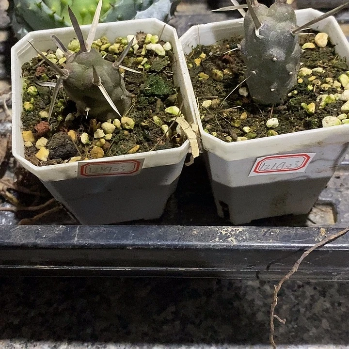 想***来完美主义者勿拍枪武者二颗121903