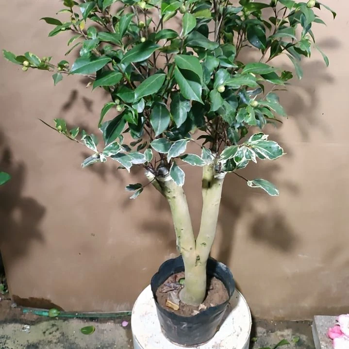 756三品彩叶，原盆原土发货，不包邮