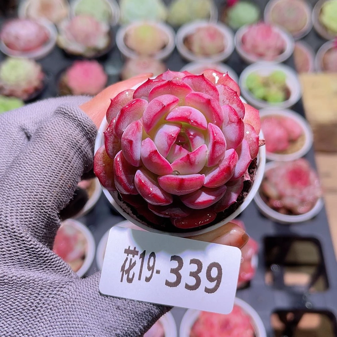 花19-339女王单头