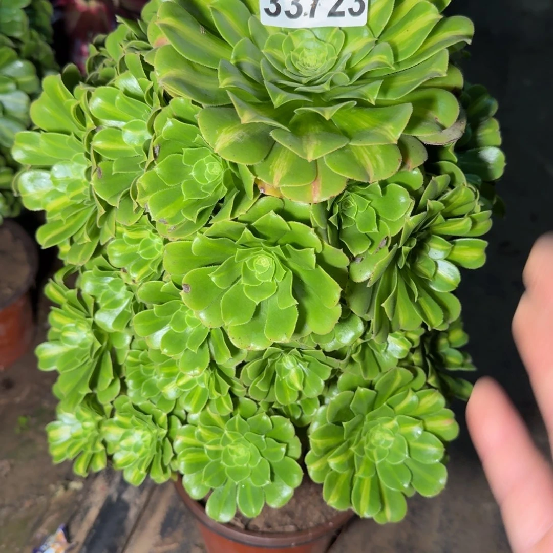 33723琉璃不包断枝包邮