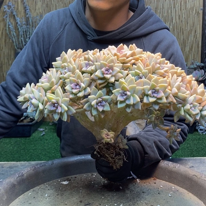 剪***发06 号淡雪多肉植物