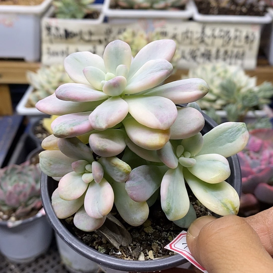 1594 洛神锦石化自然群