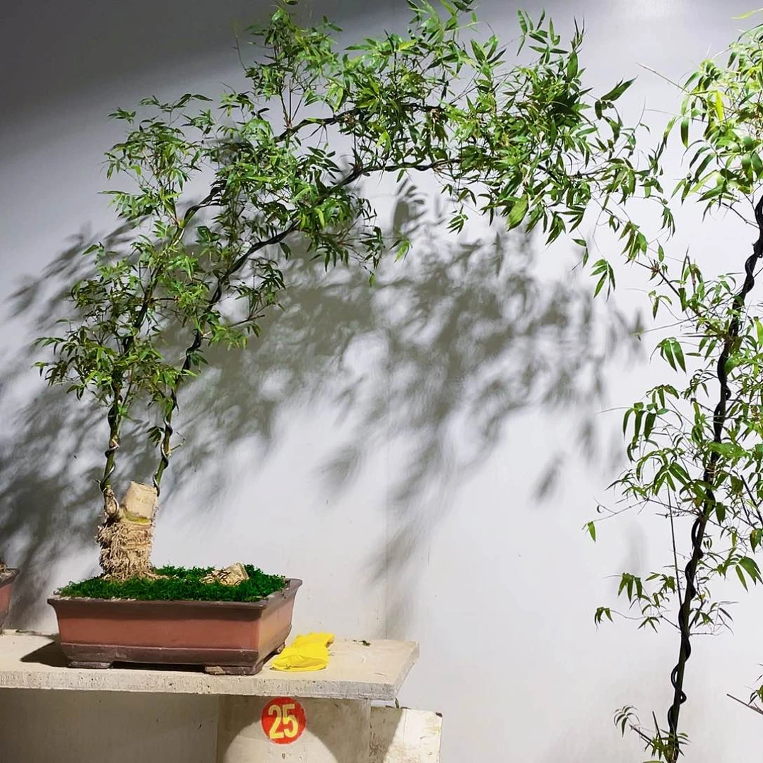 老*哥小叶簕竹熟桩陶瓷盆一物一拍