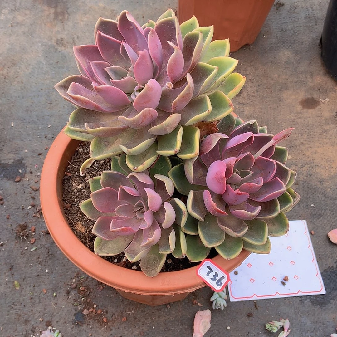 一物一拍多肉家里736三色罗马