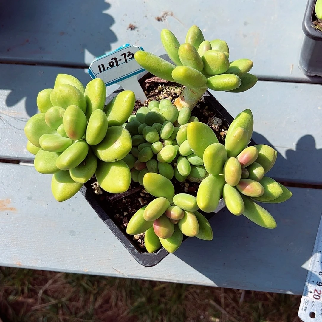 1107-73精控芒果奶