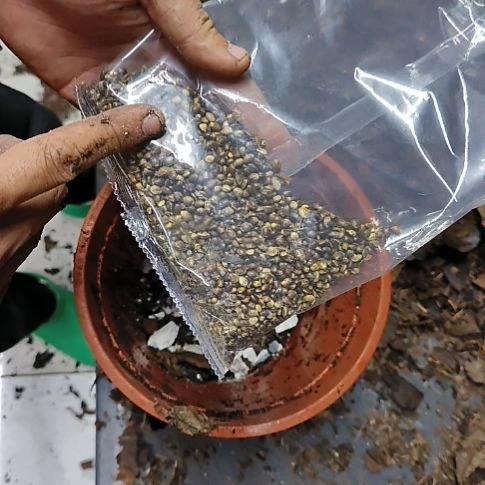 君子兰油性植料