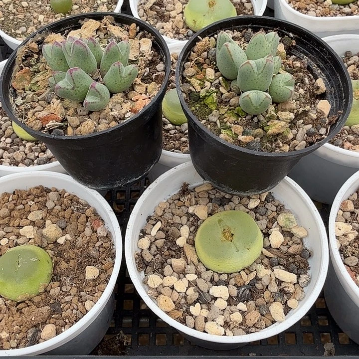 伏***。多肉猪蹄两盆啊啊啊