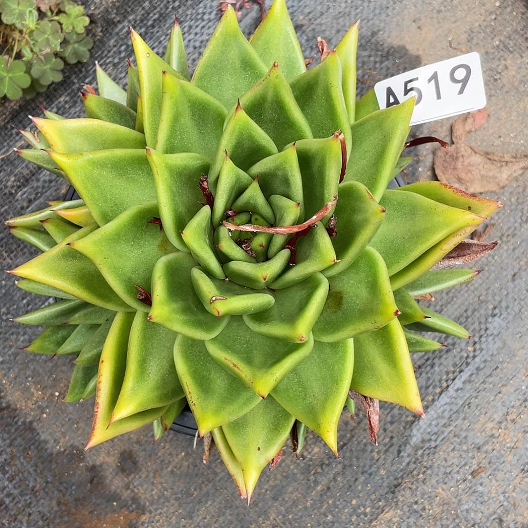 若如东云多肉组拍A519