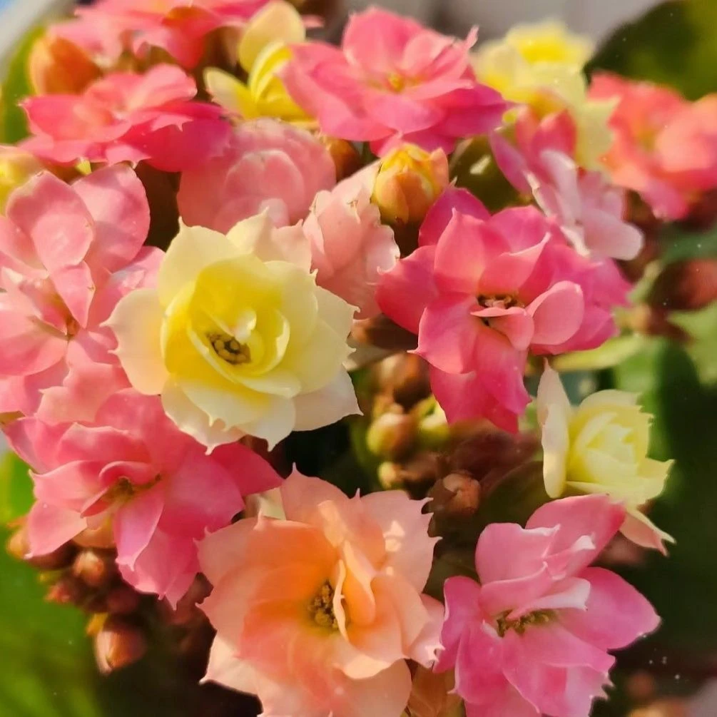 精品长寿 《金牌变色龙》130盆