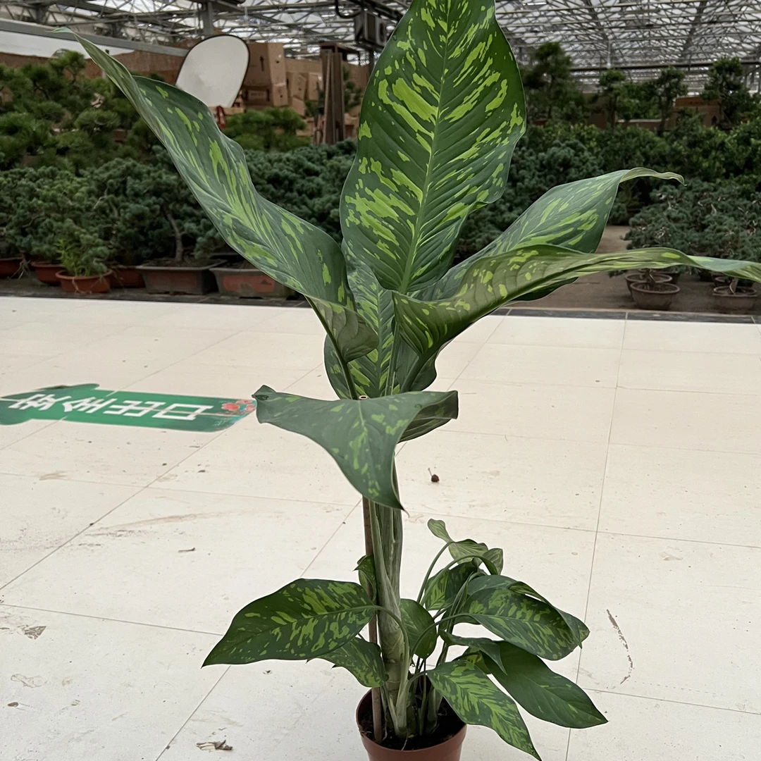 金香妃特色绿植深海磷光家居摆放好养护