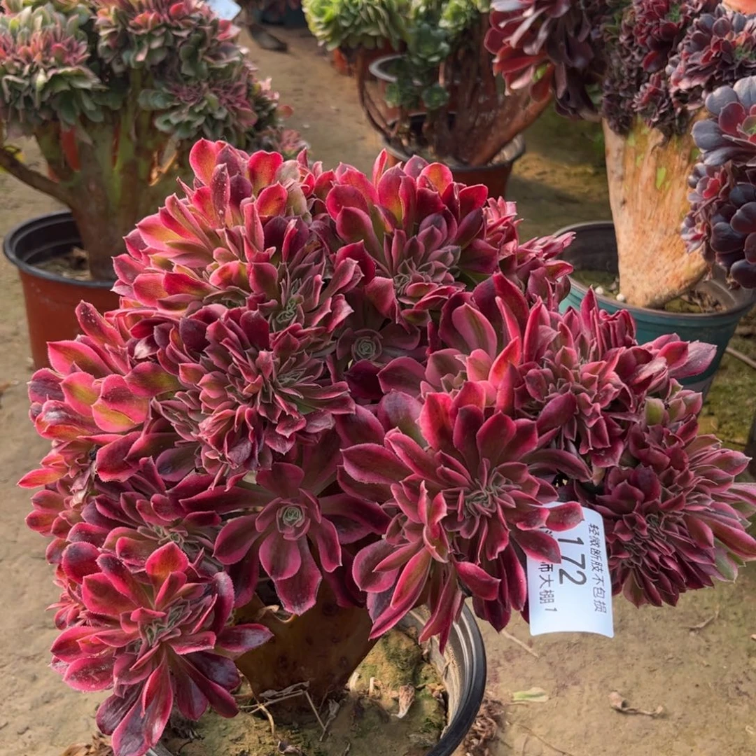 172雅典娜缀化多肉植物法师