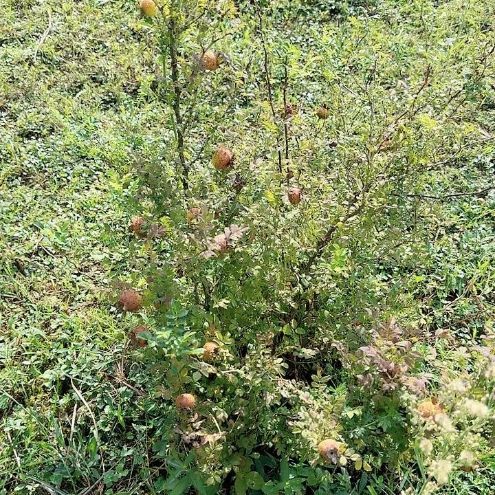 无花朵贵州山货刺梨一颗