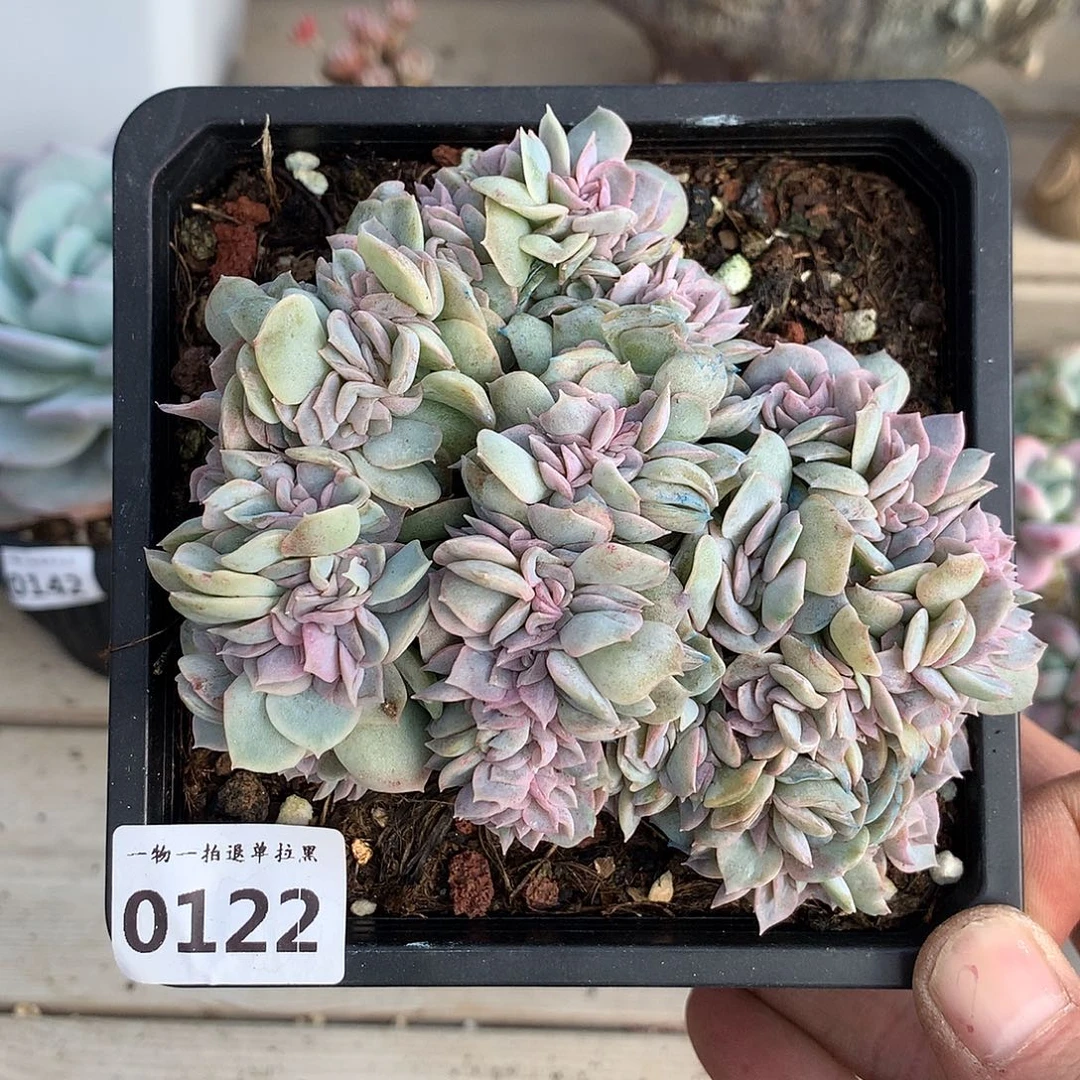 122蓝色惊喜缀一颗11厘米
