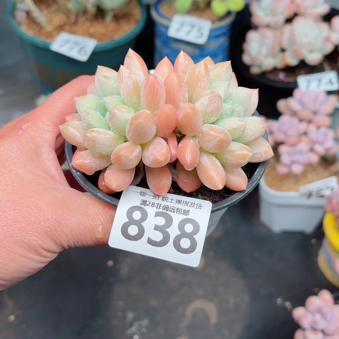 星空美人无盆土发货