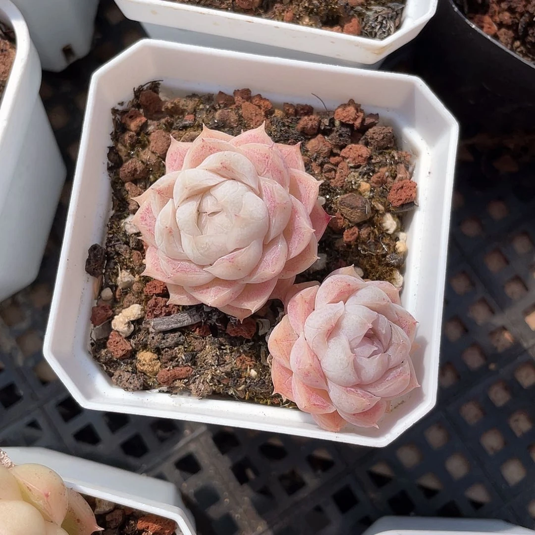 枝*优选女王精品482