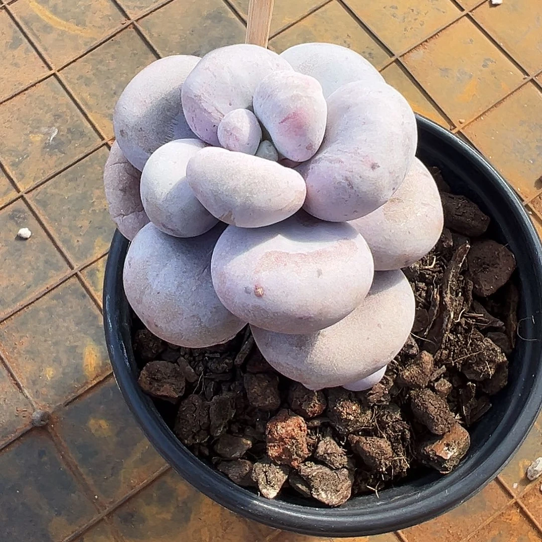 F**gF专拍奶酪石化多肉