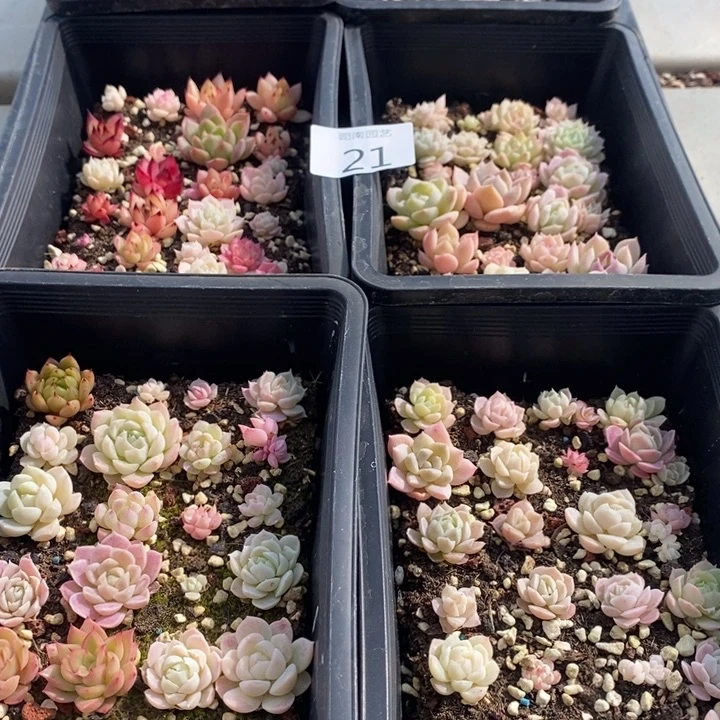 21 多肉植物盆栽花卉