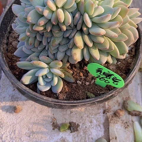 一物一拍星影缀化