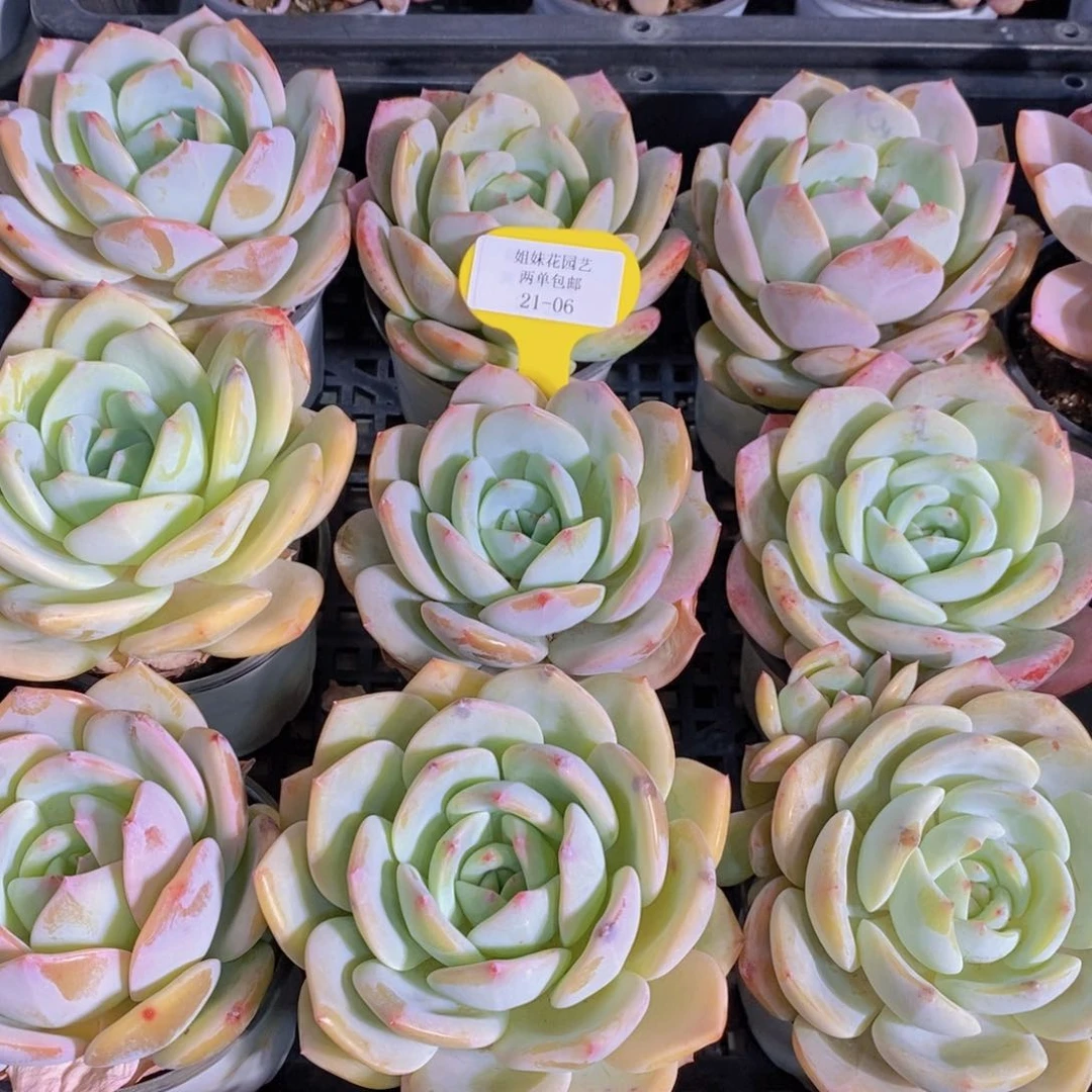 21-06-M大母本凤橙单头一个