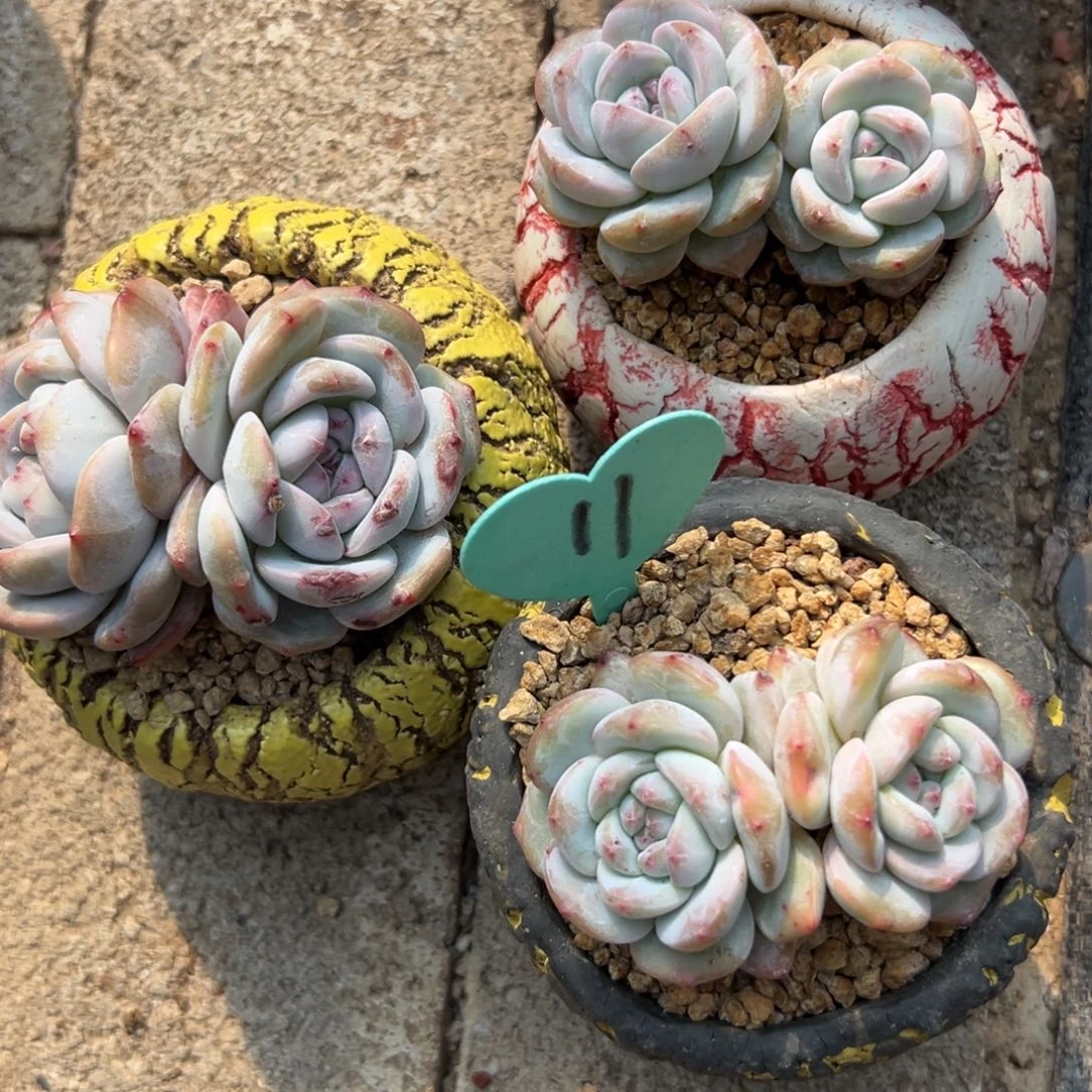 多肉植物一物一拍