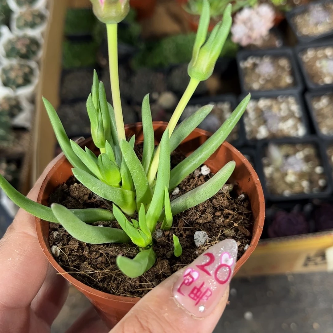 奔龙群生有根发货有根